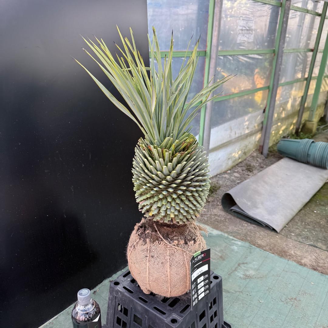 T*k様 【AL1097】超希少　ユッカ　ロストラータ　頂上分頭４ヘッド個体