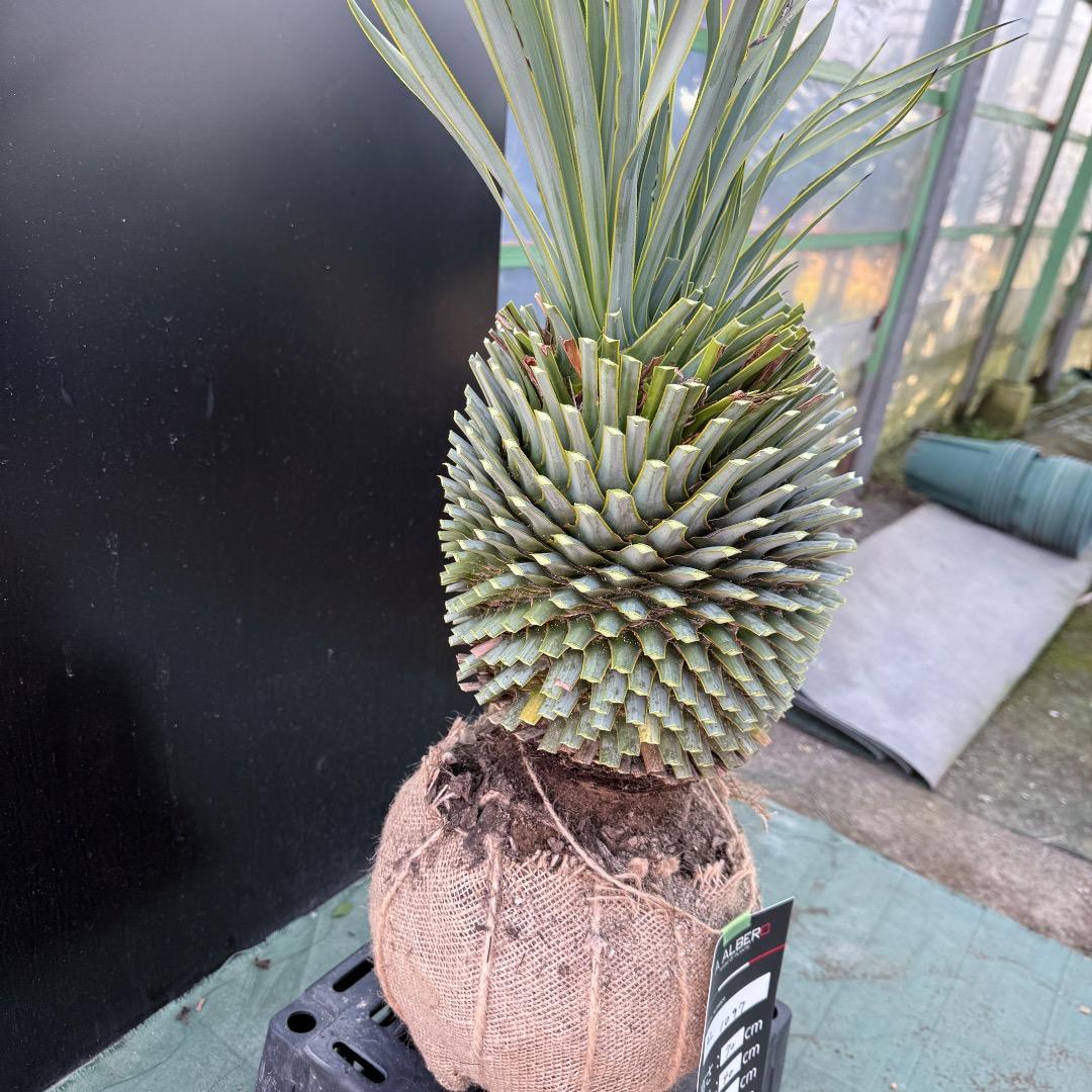 T*k様 【AL1097】超希少　ユッカ　ロストラータ　頂上分頭４ヘッド個体