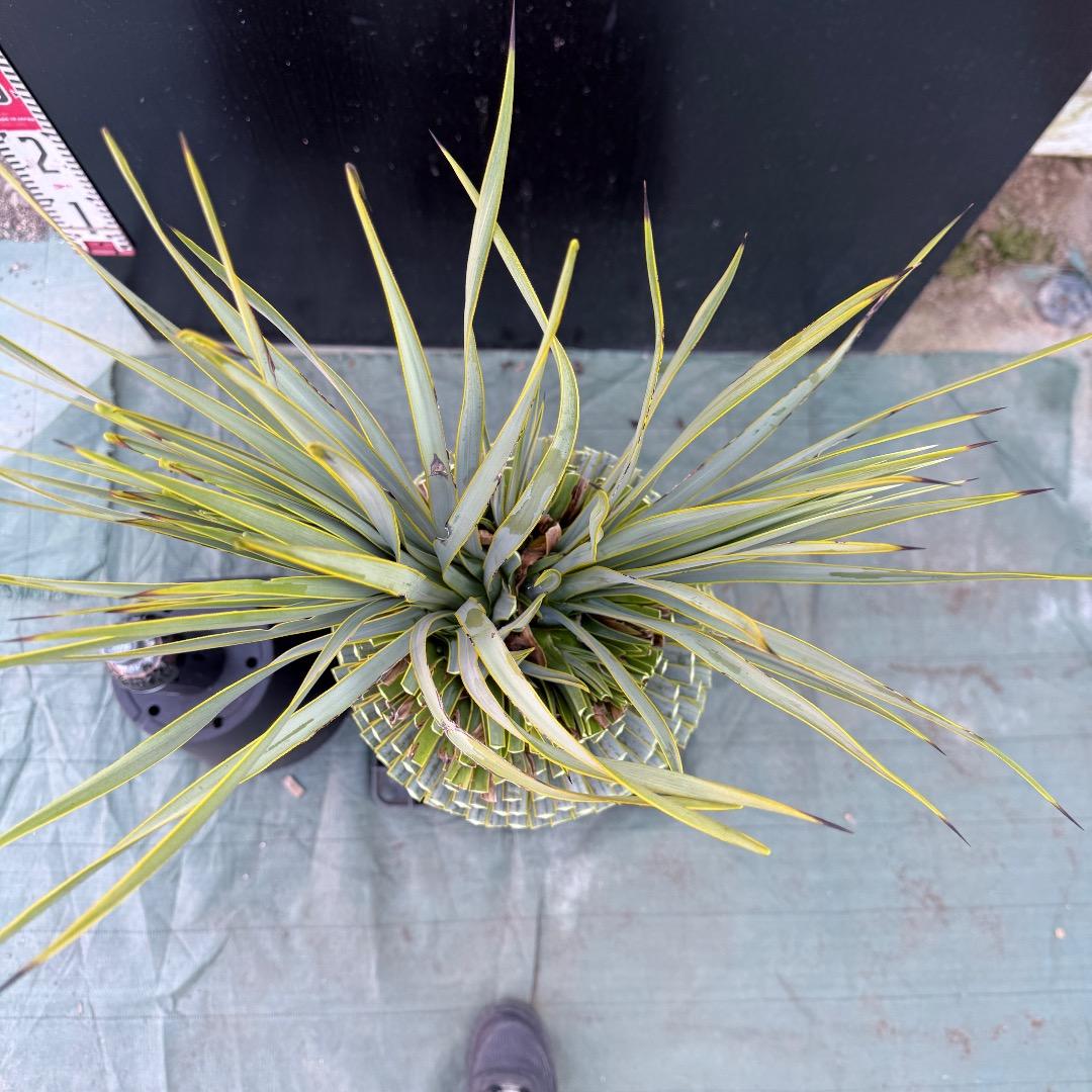 T*k様 【AL1097】超希少　ユッカ　ロストラータ　頂上分頭４ヘッド個体