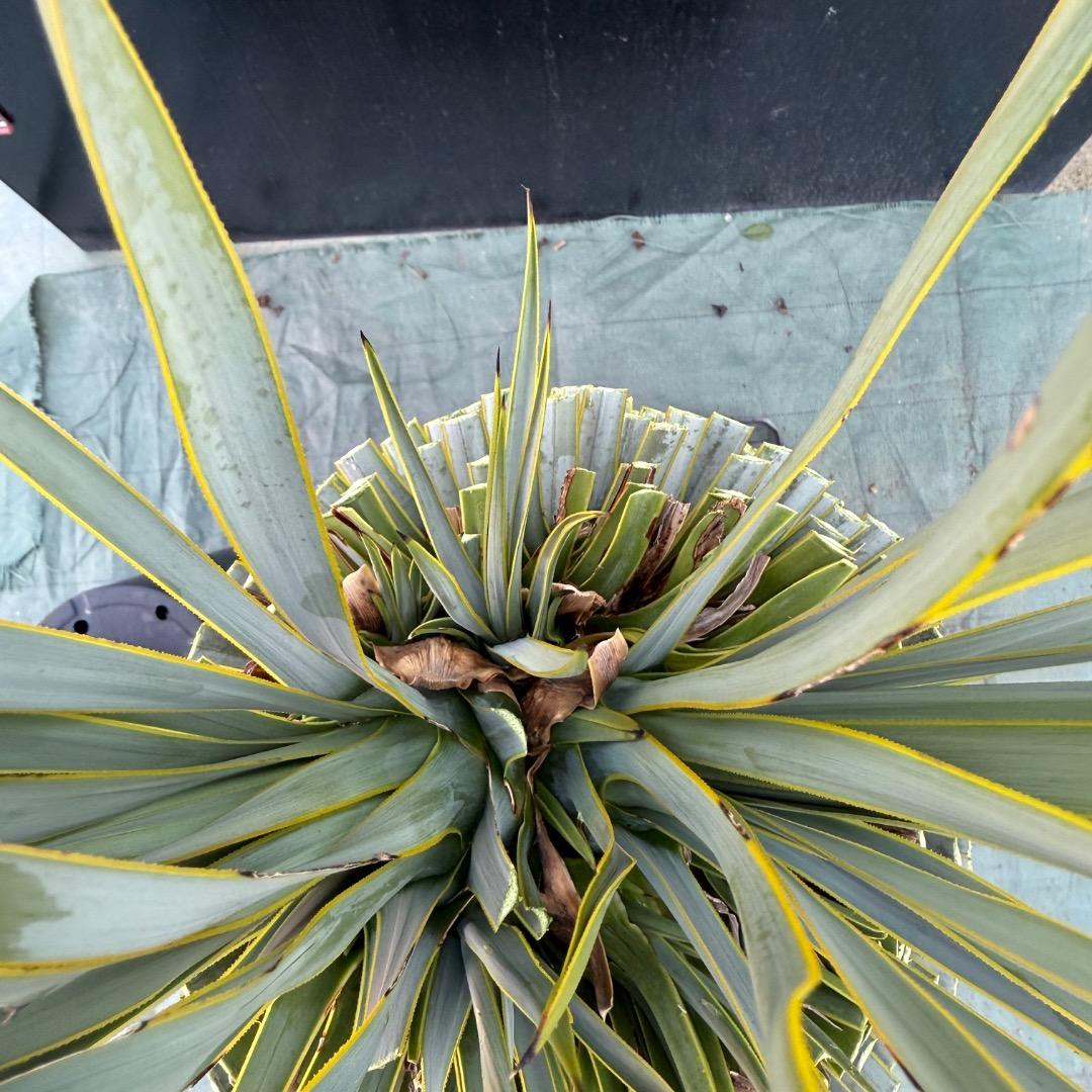 T*k様 【AL1097】超希少　ユッカ　ロストラータ　頂上分頭４ヘッド個体