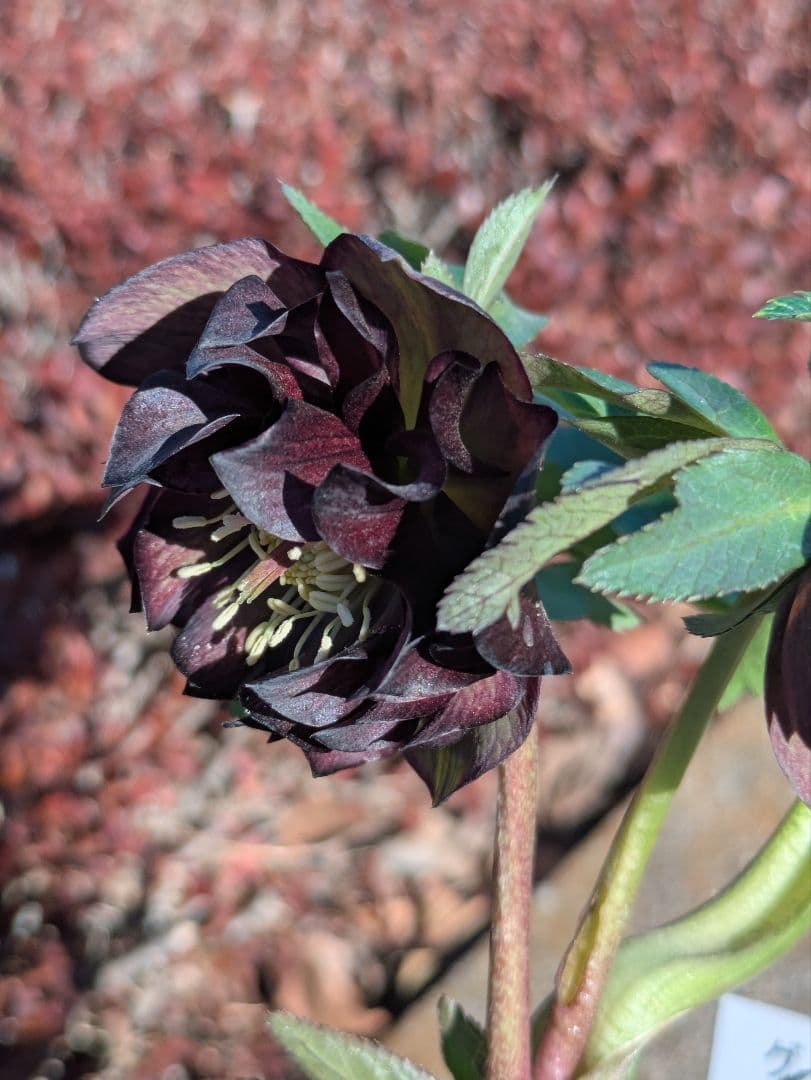 激渋原種系ダークバイカラー【加藤農園】クリスマスローズ　グロッシーカラー☆