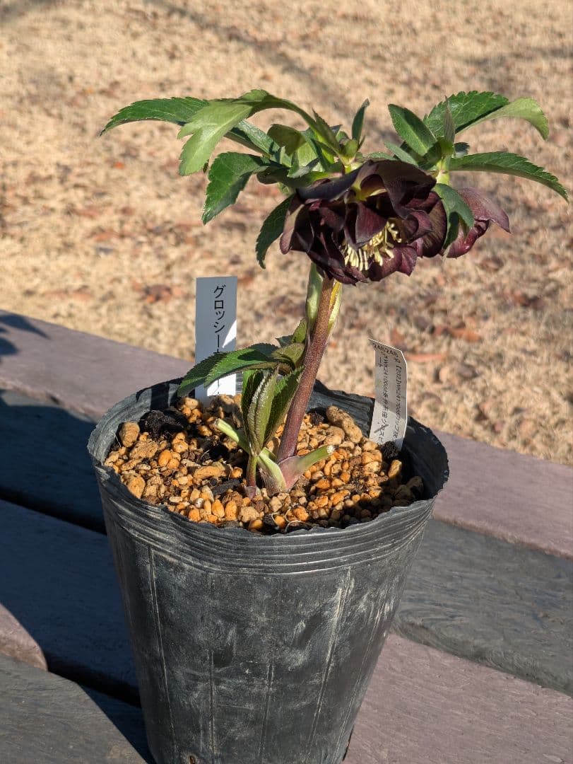 激渋原種系ダークバイカラー【加藤農園】クリスマスローズ　グロッシーカラー☆