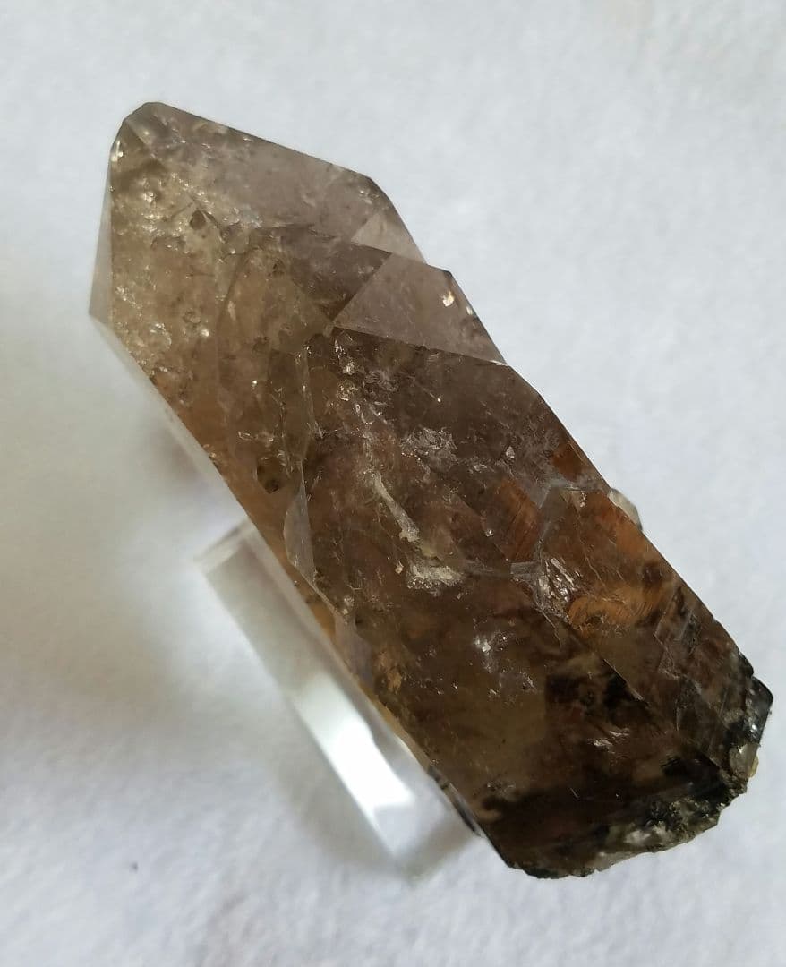 ドードー産グウィンデルNo1260