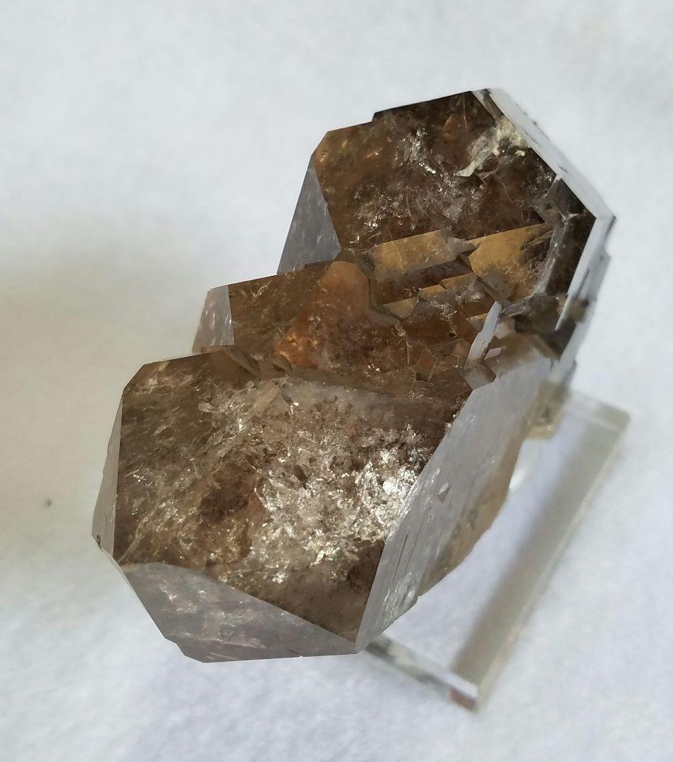 ドードー産グウィンデルNo1260