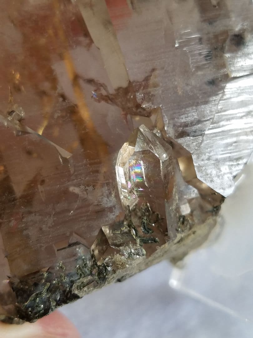 ドードー産グウィンデルNo1260