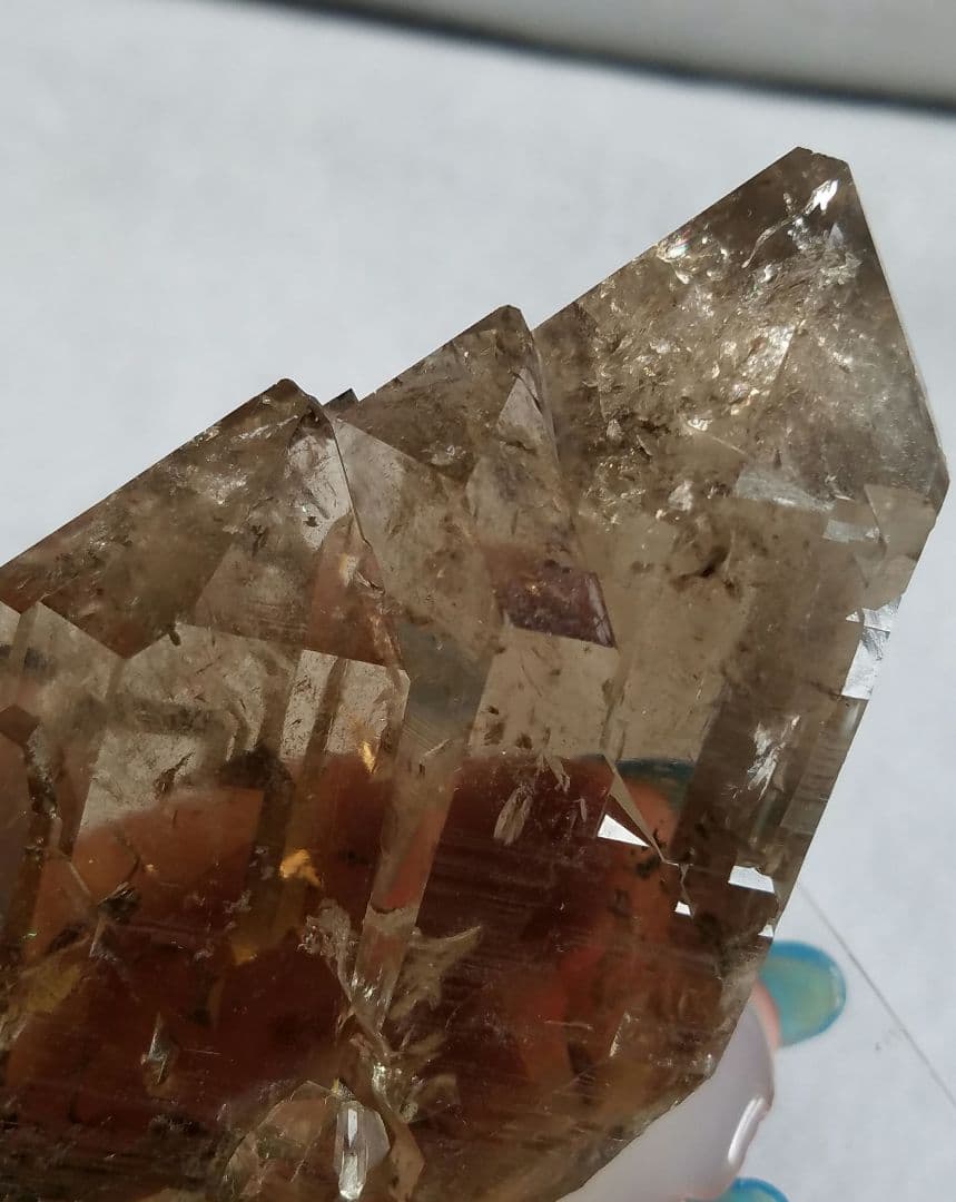 ドードー産グウィンデルNo1260