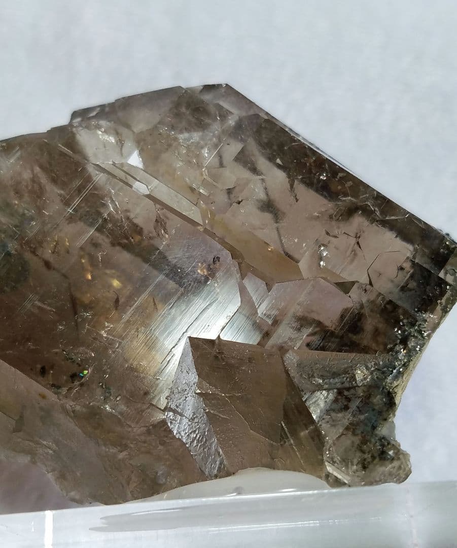 ドードー産グウィンデルNo1260