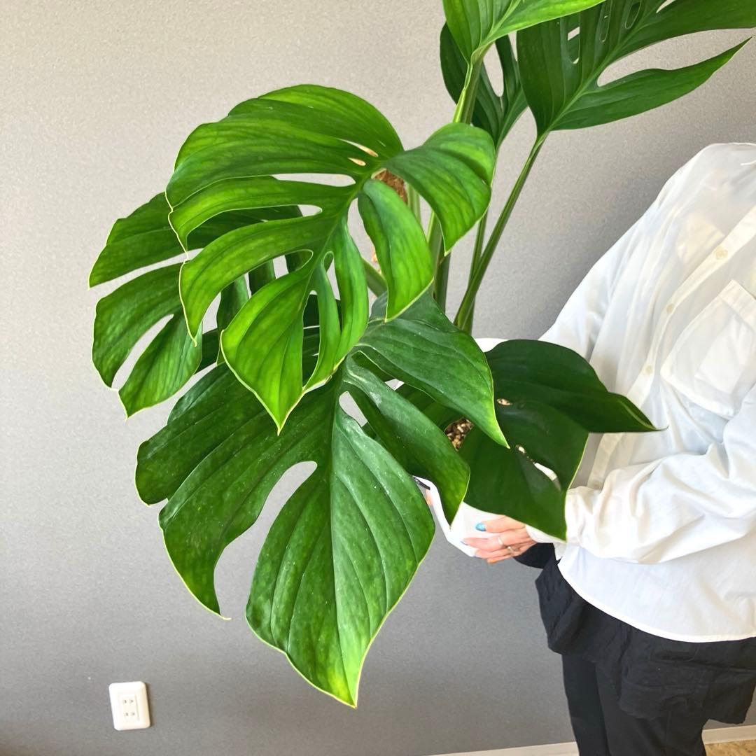 超希少❗️モンステラ　ジェイドウィング✨