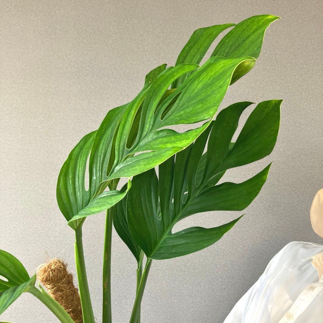 超希少❗️モンステラ　ジェイドウィング✨