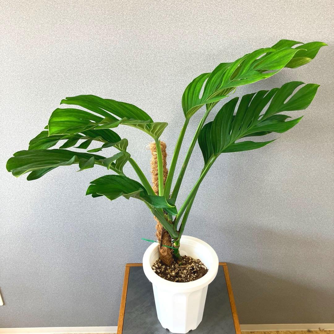 超希少❗️モンステラ　ジェイドウィング✨