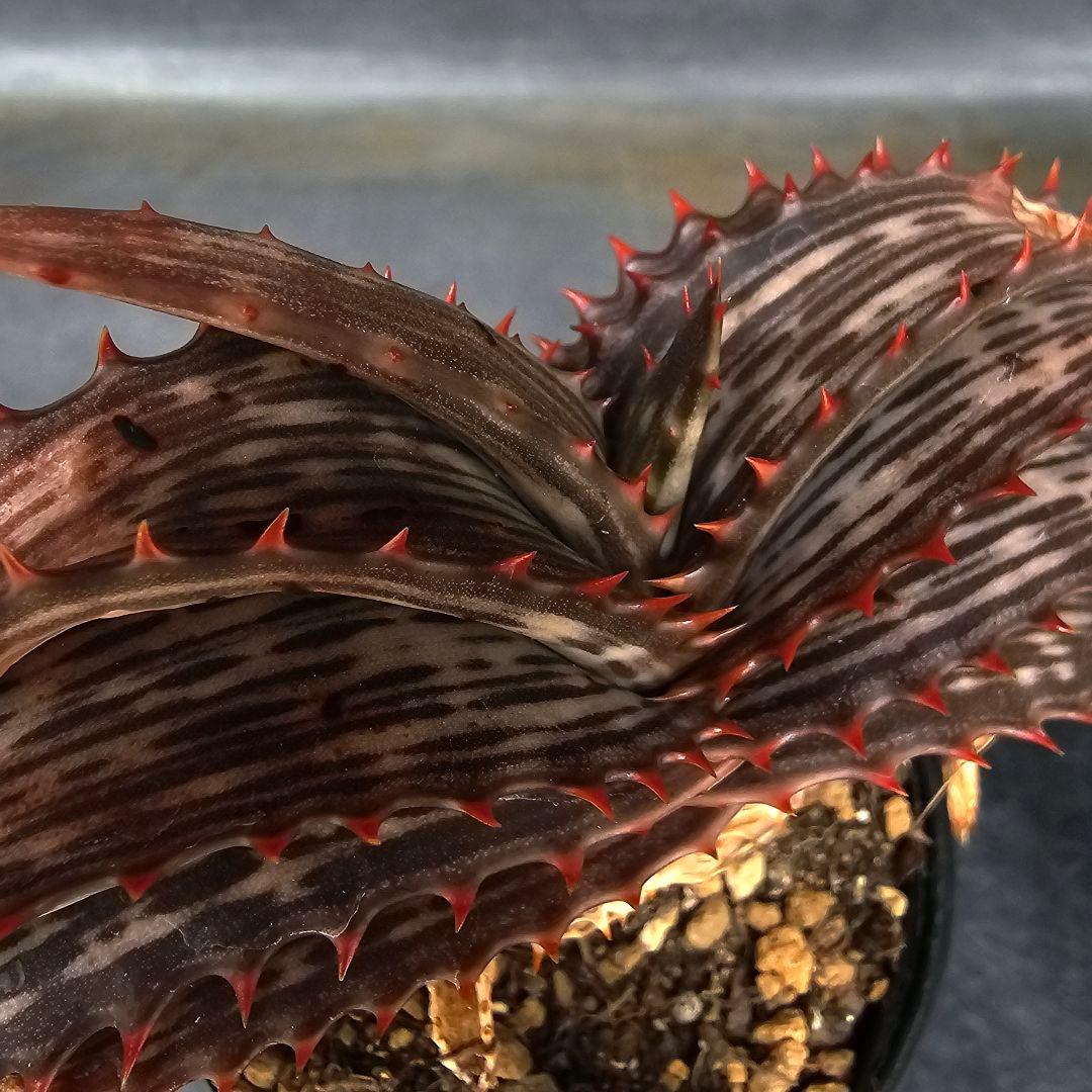 ハオルチア・アロエ Aloe branddraaiensis