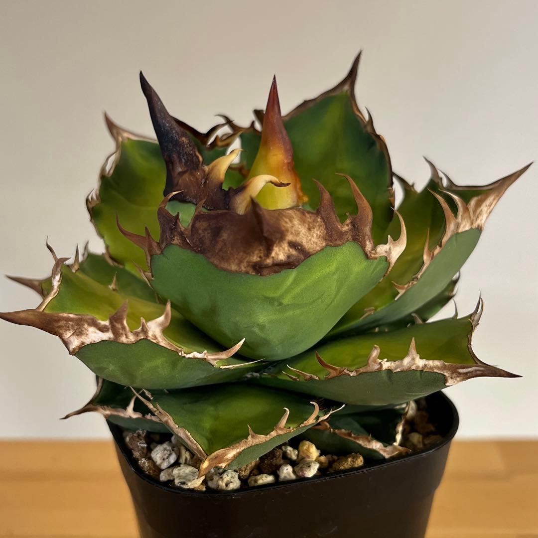 アガベチタノタ白牛犀　現品鉢ごと発送