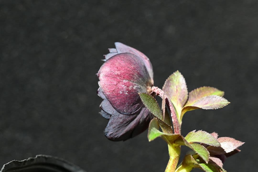 クリスマスローズ　最新花！多弁系ディープワイン　加藤農園