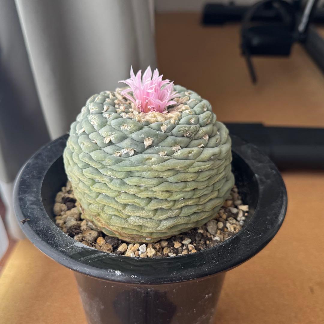 大型株 銀冠玉 Lophophora fricii