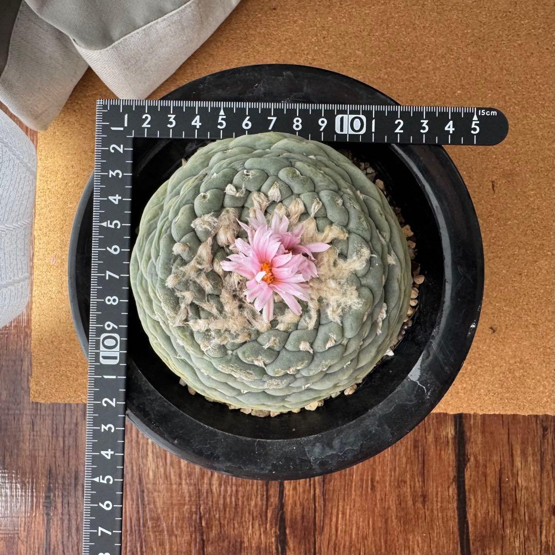 大型株 銀冠玉 Lophophora fricii