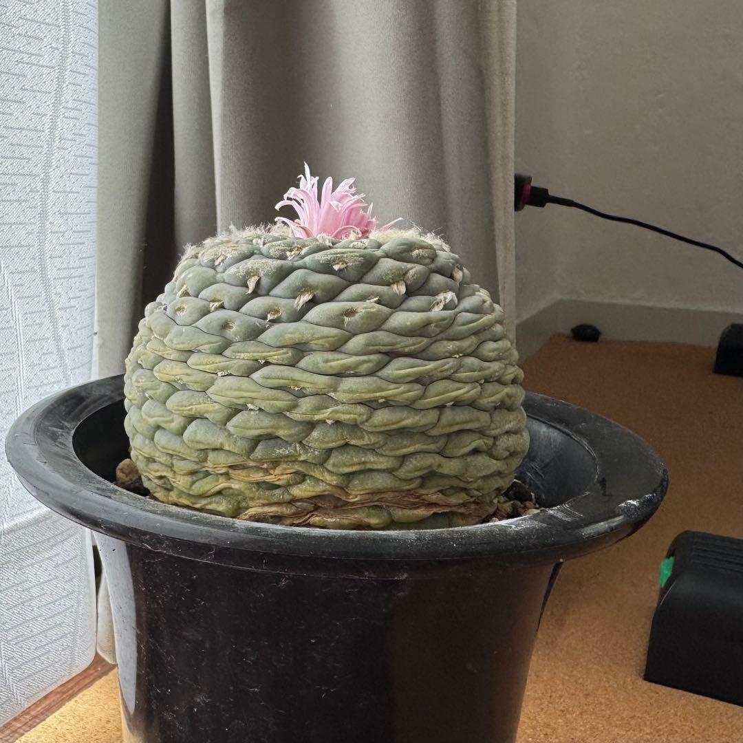 大型株 銀冠玉 Lophophora fricii