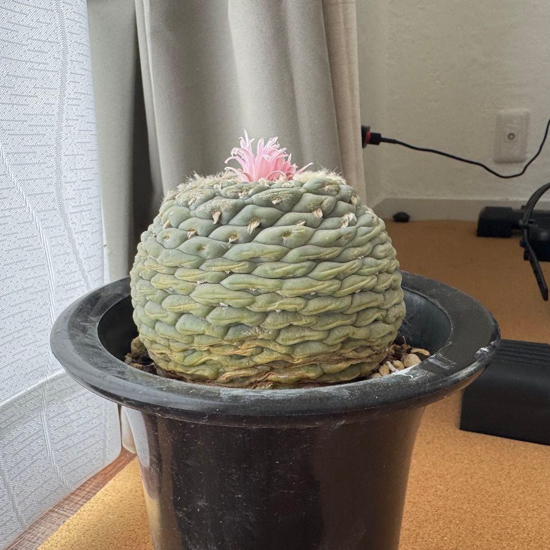 大型株 銀冠玉 Lophophora fricii