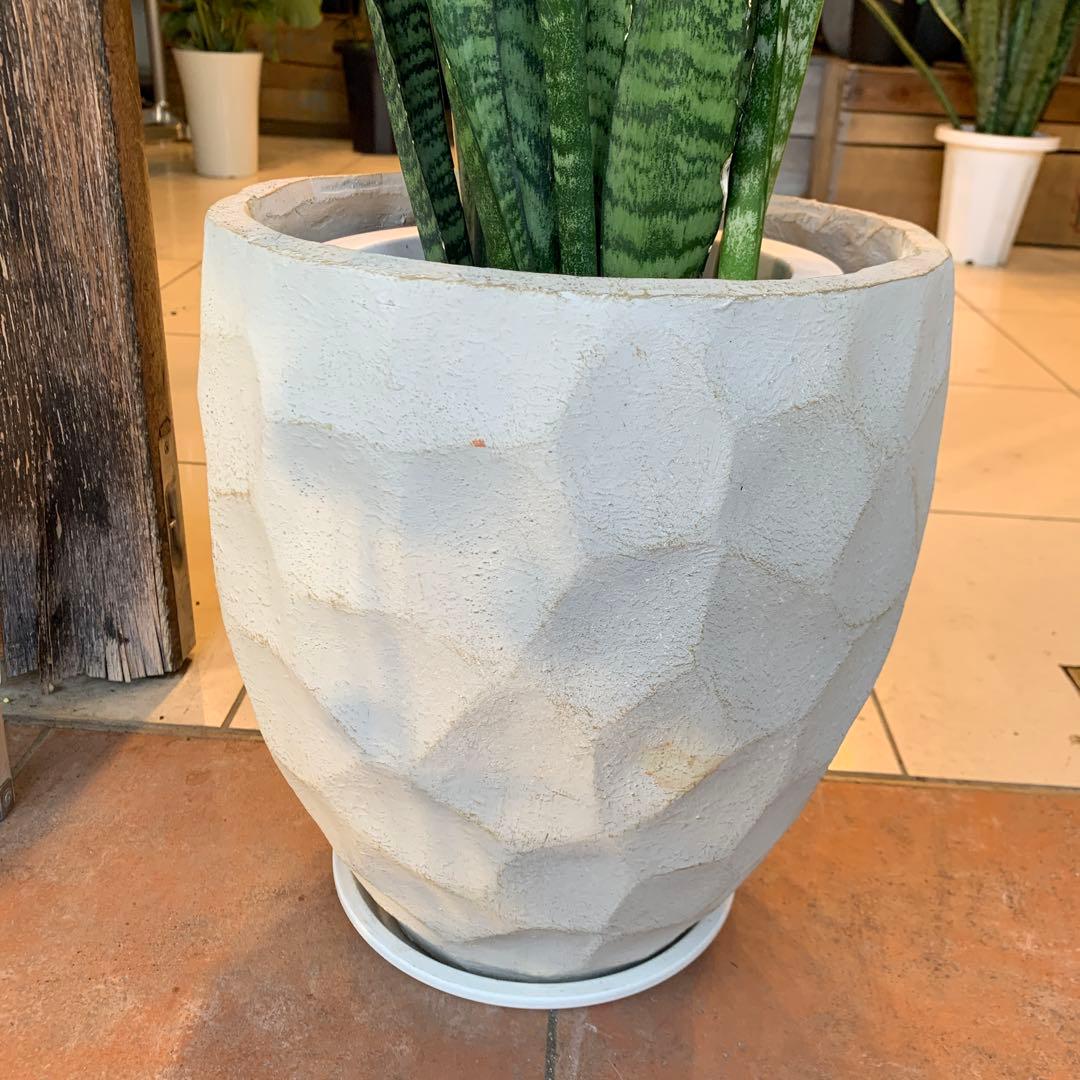 サンスベリア ゼラニカ ファイバー鉢 お皿付