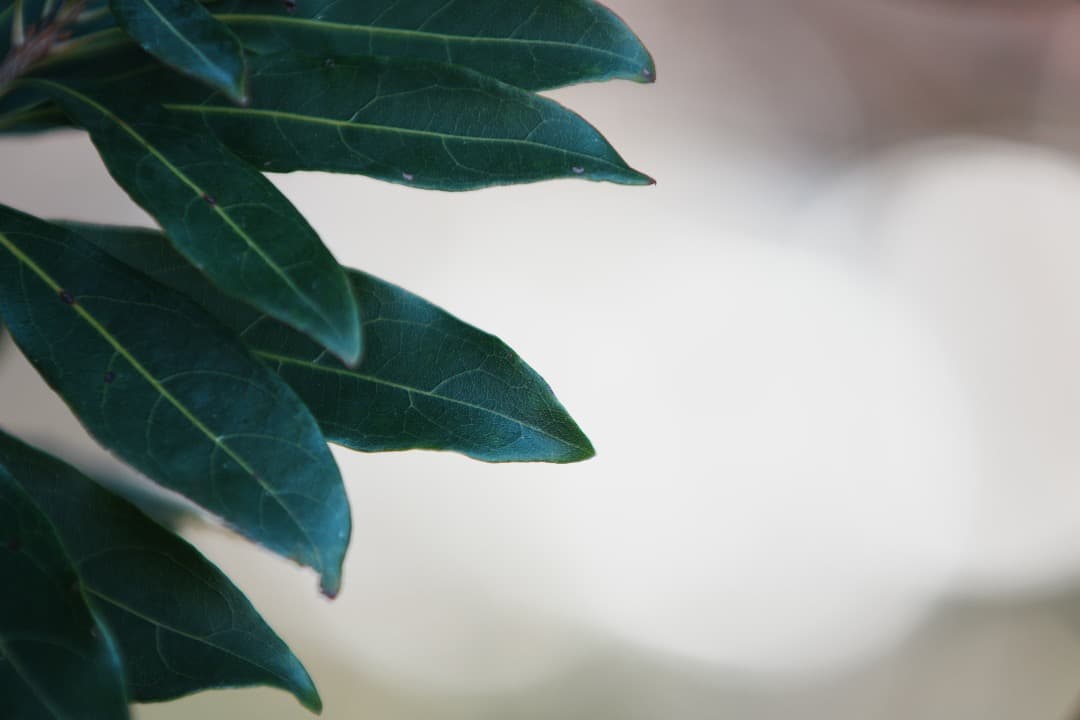 動作OK SONY 70-200mm F2.8G SAL70200G