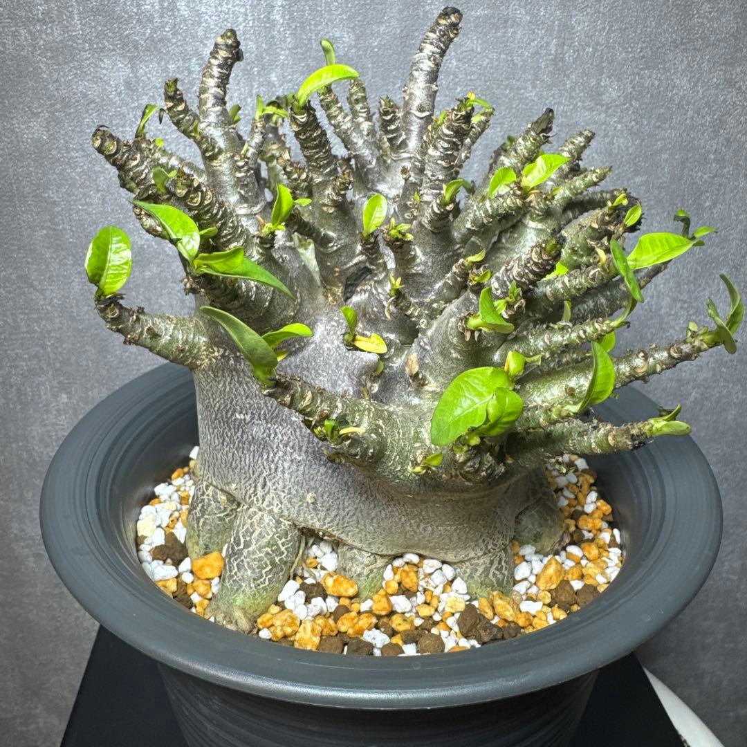 アデニウム　アラビカム　ブラック、スキン　タコ足　美株　大株ドワーフ￼