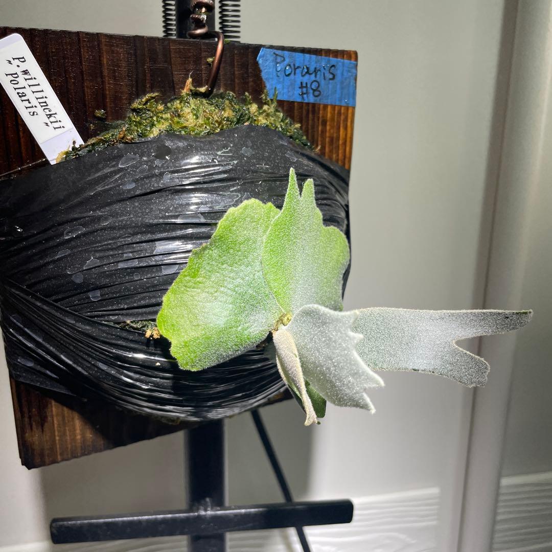 4*5様 ビカクシダ P.willinckii Polaris ポラリス子株#8