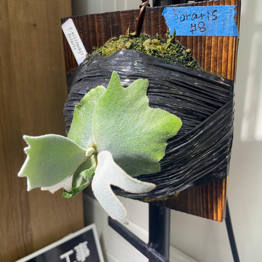 4*5様 ビカクシダ P.willinckii Polaris ポラリス子株#8