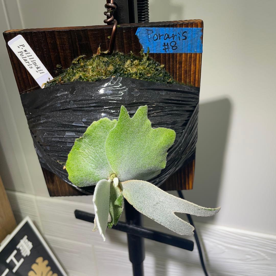 4*5様 ビカクシダ P.willinckii Polaris ポラリス子株#8