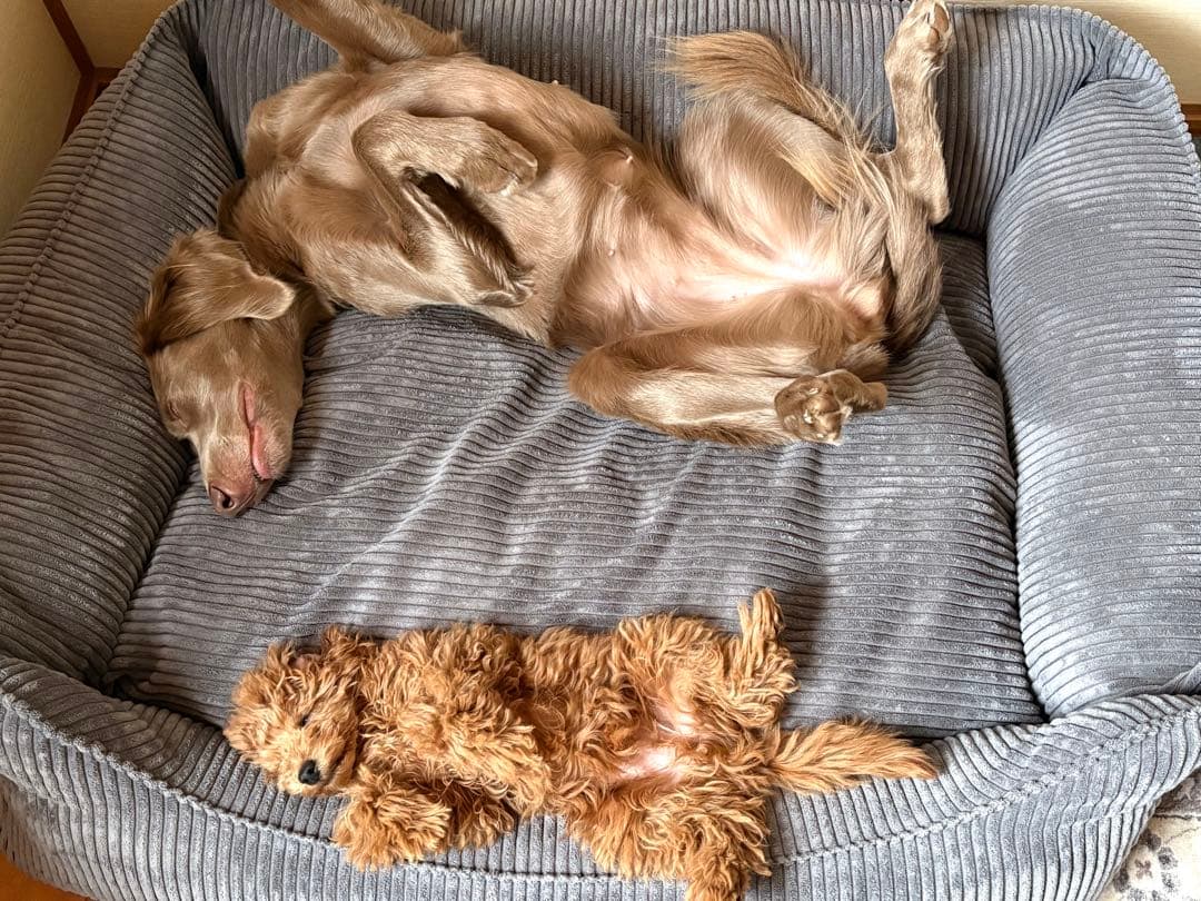 新品未開封 ペット用ベッド ドイツ William walker グレー