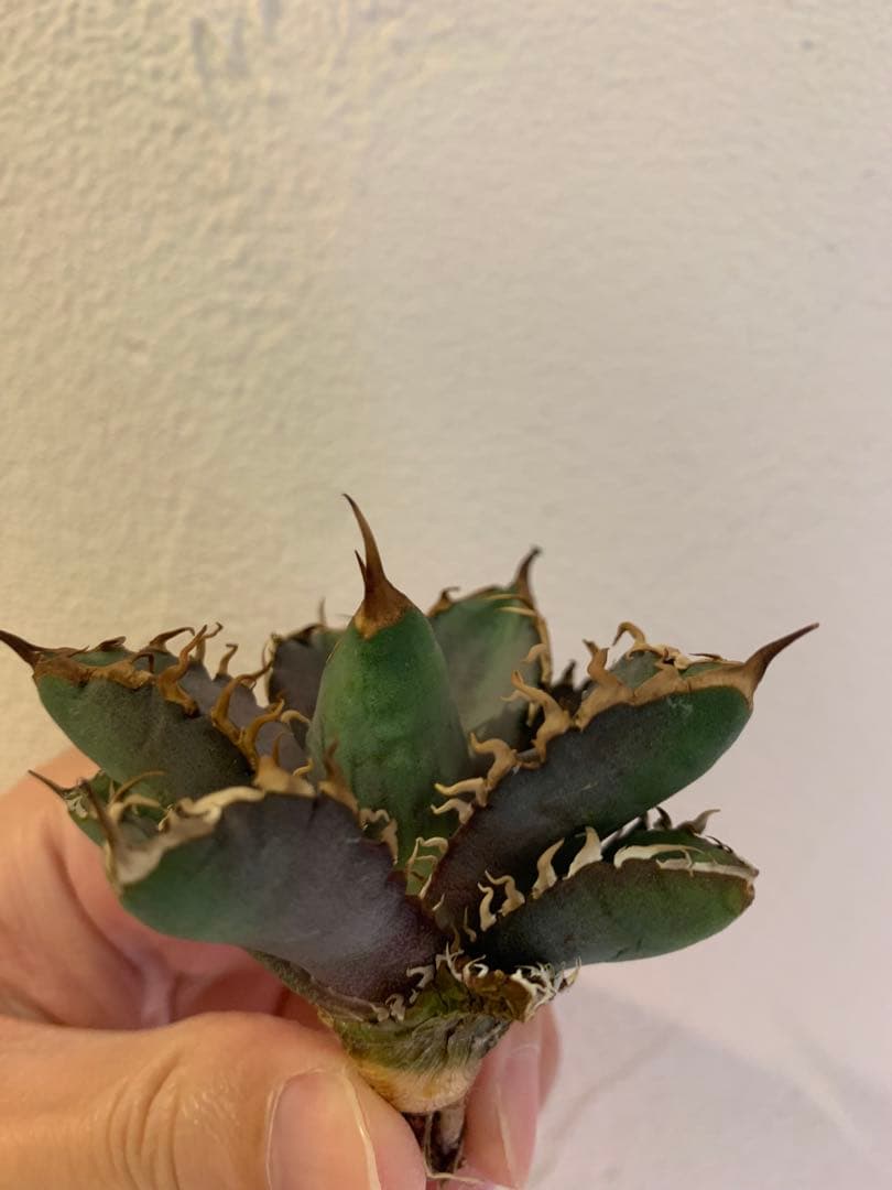 【goodtaniku】Gt オアハカ実生＋2x「おまけ2点付き」