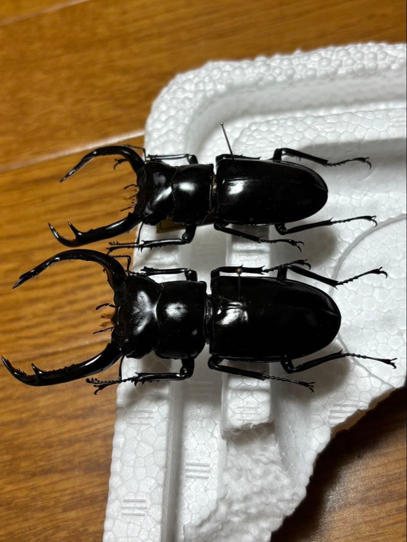 特価‼︎ウエストウッディオオシカクワガタの標本