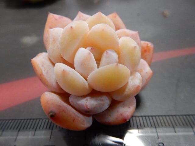 丸葉ホワイトチェリー 多肉植物