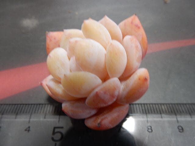 丸葉ホワイトチェリー 多肉植物