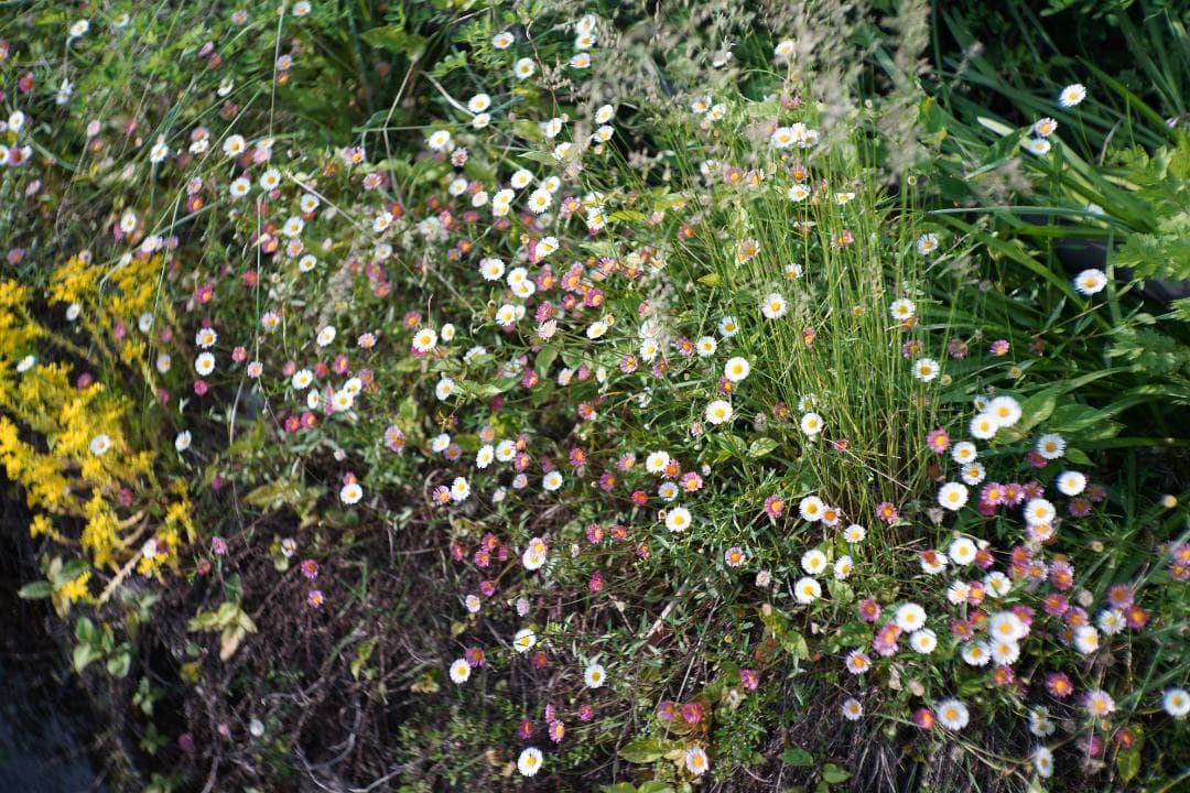フィルムカメラ Nikon S2 / NIKKOR-S (.C) 50mm F1.4