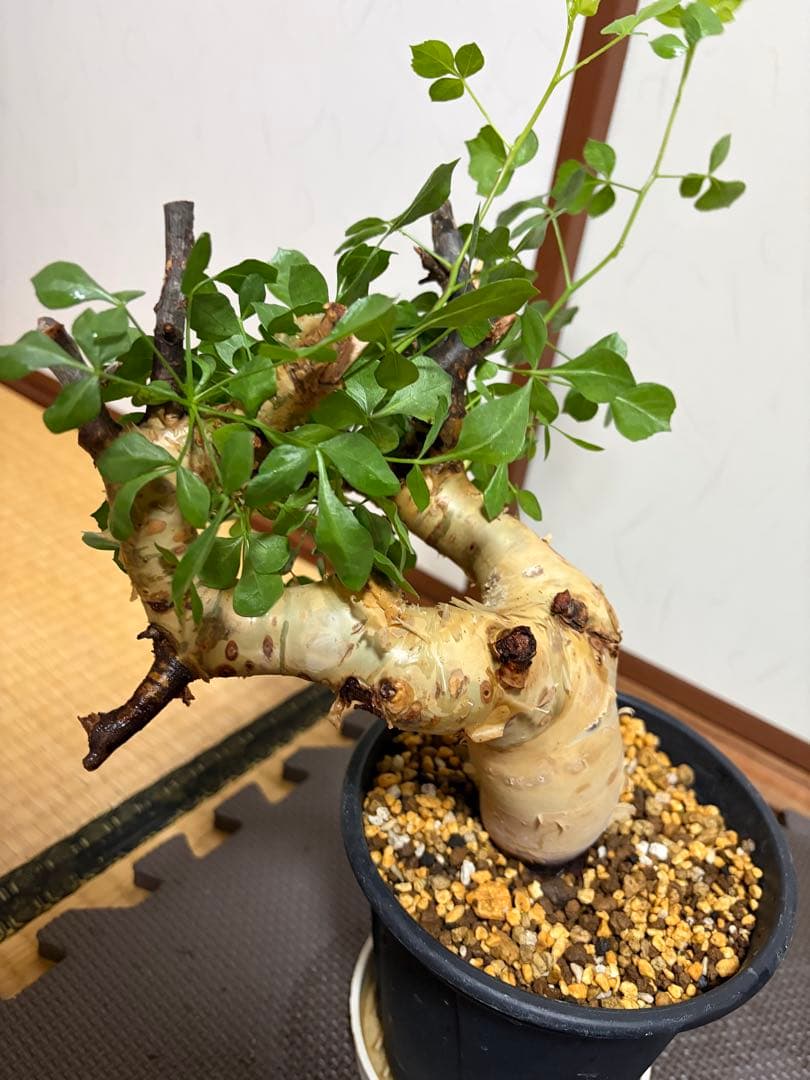 b*5様 コミフォラピュアカタフ　現地株　発根済み