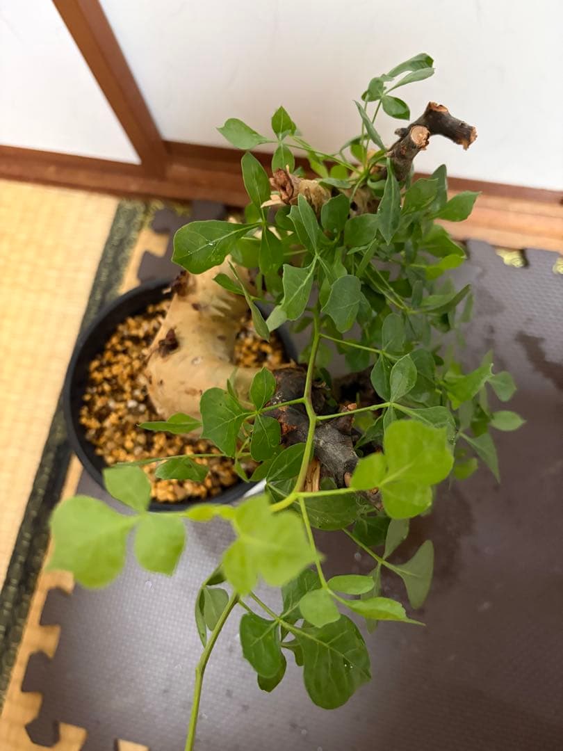 b*5様 コミフォラピュアカタフ　現地株　発根済み