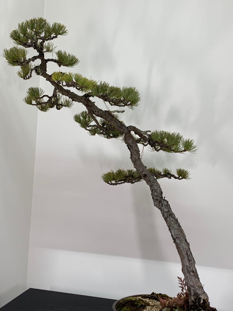 即展示可能　文人那須五葉松　古木（検索/真柏　黒松　赤松　捻転　懸崖　盆栽）