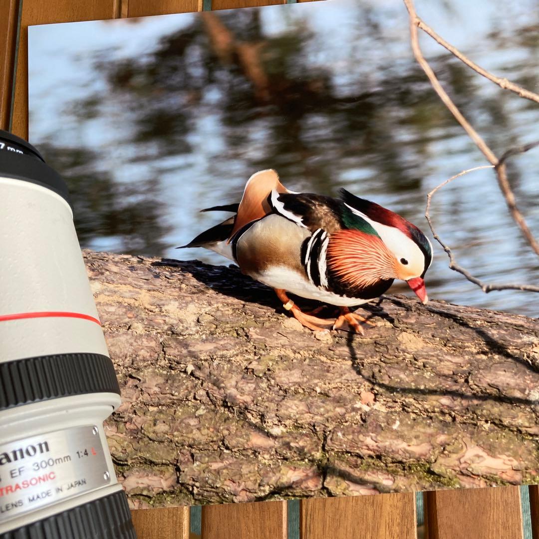 C anon EF300㎜　F4L USM 手ブレ補正機構なし