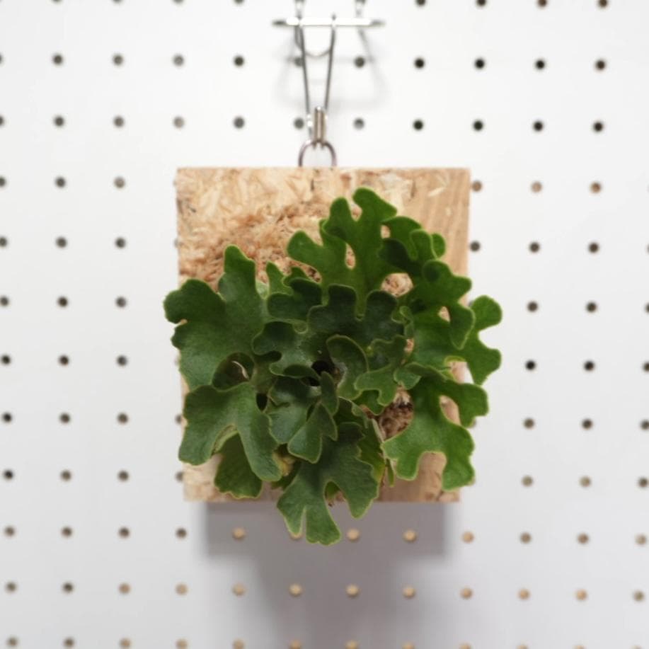 ビカクシダ リドレイ ドワーフ シルバー 板付 R-5