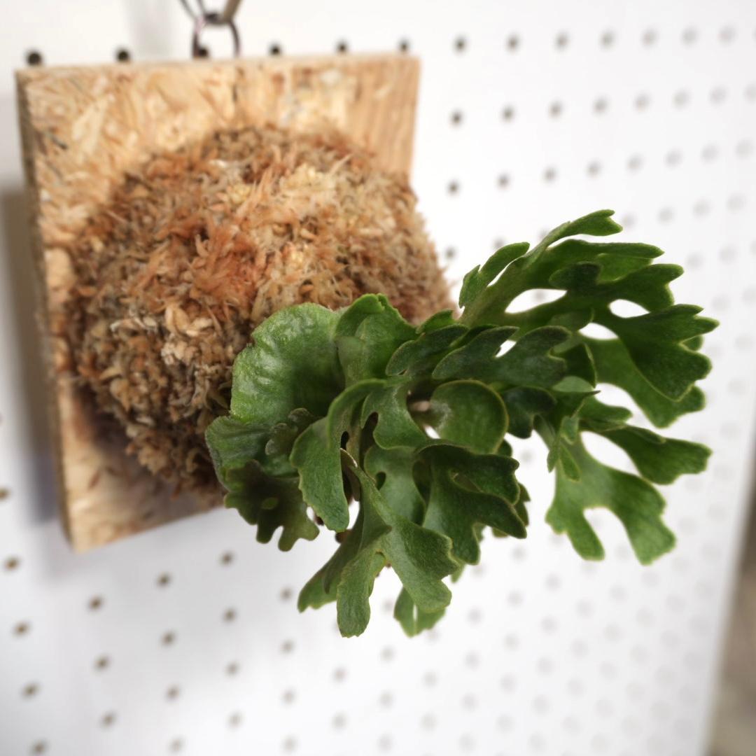 ビカクシダ リドレイ ドワーフ シルバー 板付 R-5