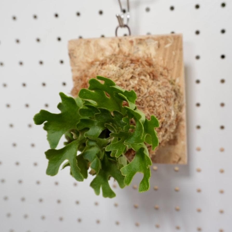 ビカクシダ リドレイ ドワーフ シルバー 板付 R-5