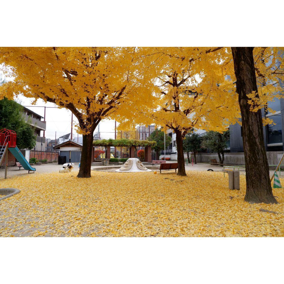 りずページ② ❤FUJIFILM XC 15-45mmレンズのみ