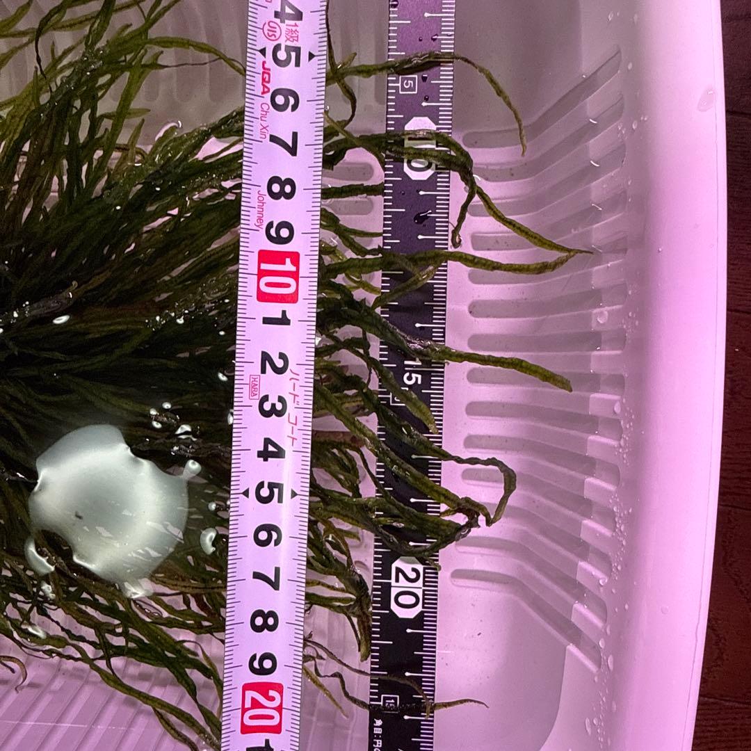 ミクロソリウムsp.本ナロー タイ産　溶岩石付き