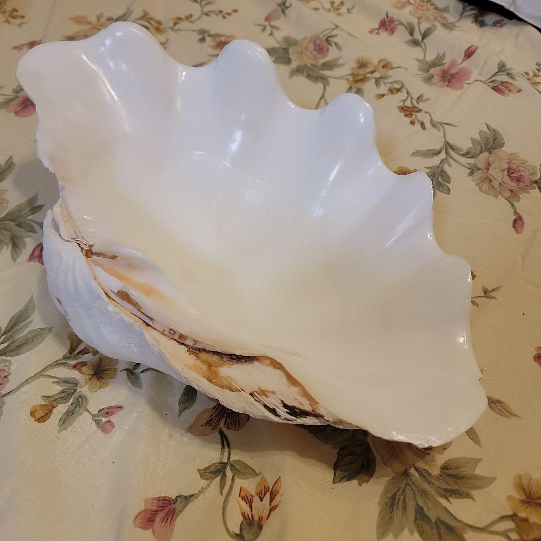 特大貝殻　36.5cm　片側シングル　貴重　シャコ貝　トレイ　ディスプレー　置物