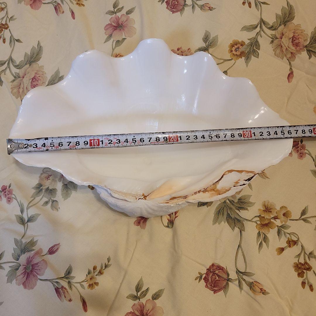 特大貝殻　36.5cm　片側シングル　貴重　シャコ貝　トレイ　ディスプレー　置物