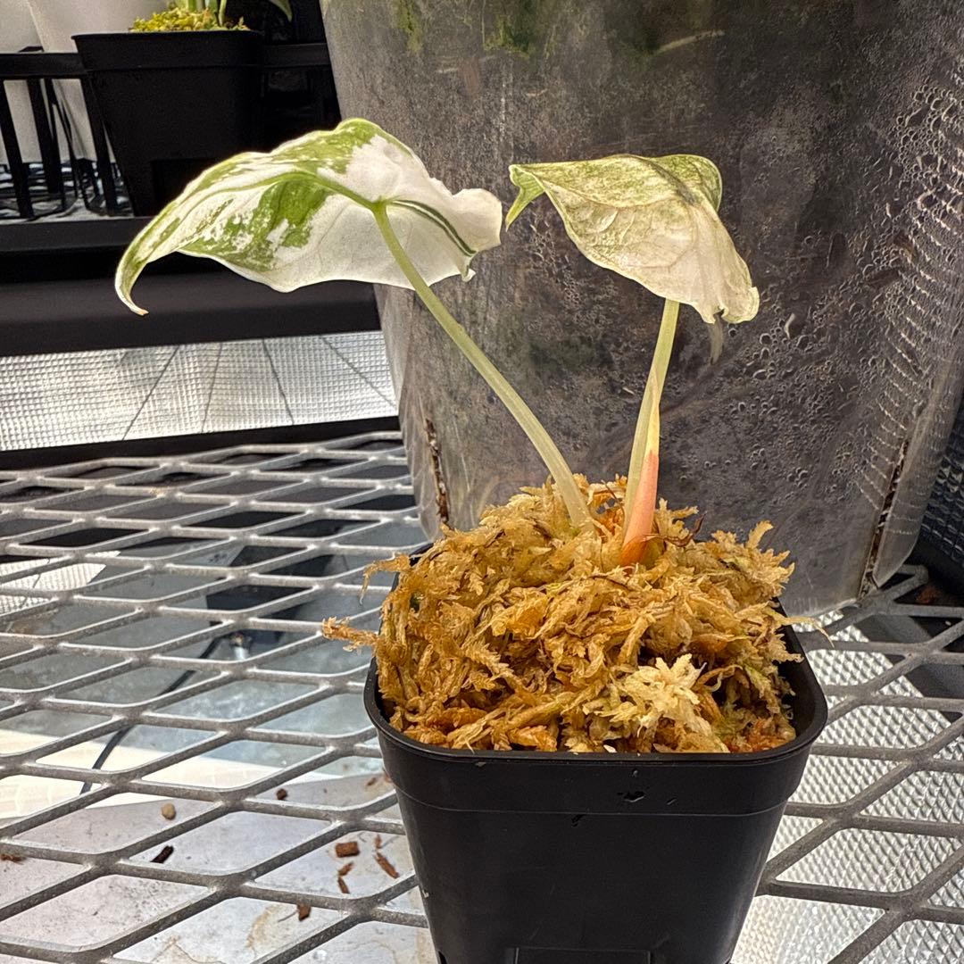 M*j様 極上 アロカシア アズラニー ピンクアルボ