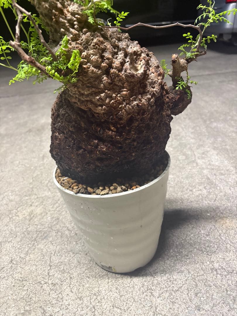 良素材 中株 （パキプス）／極太塊根・荒肌／発根済／将来性◎