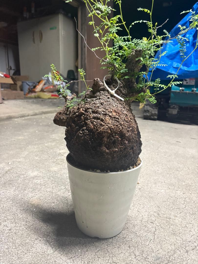 良素材 中株 （パキプス）／極太塊根・荒肌／発根済／将来性◎