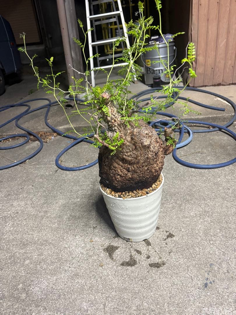 良素材 中株 （パキプス）／極太塊根・荒肌／発根済／将来性◎