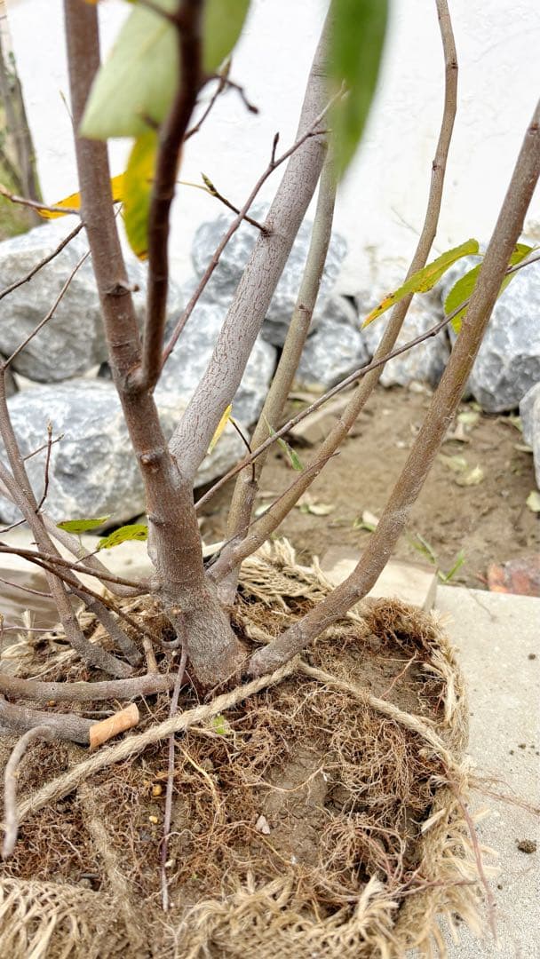 逸品 ジューンベリー株立ち1.5M(鉢底から)品番D