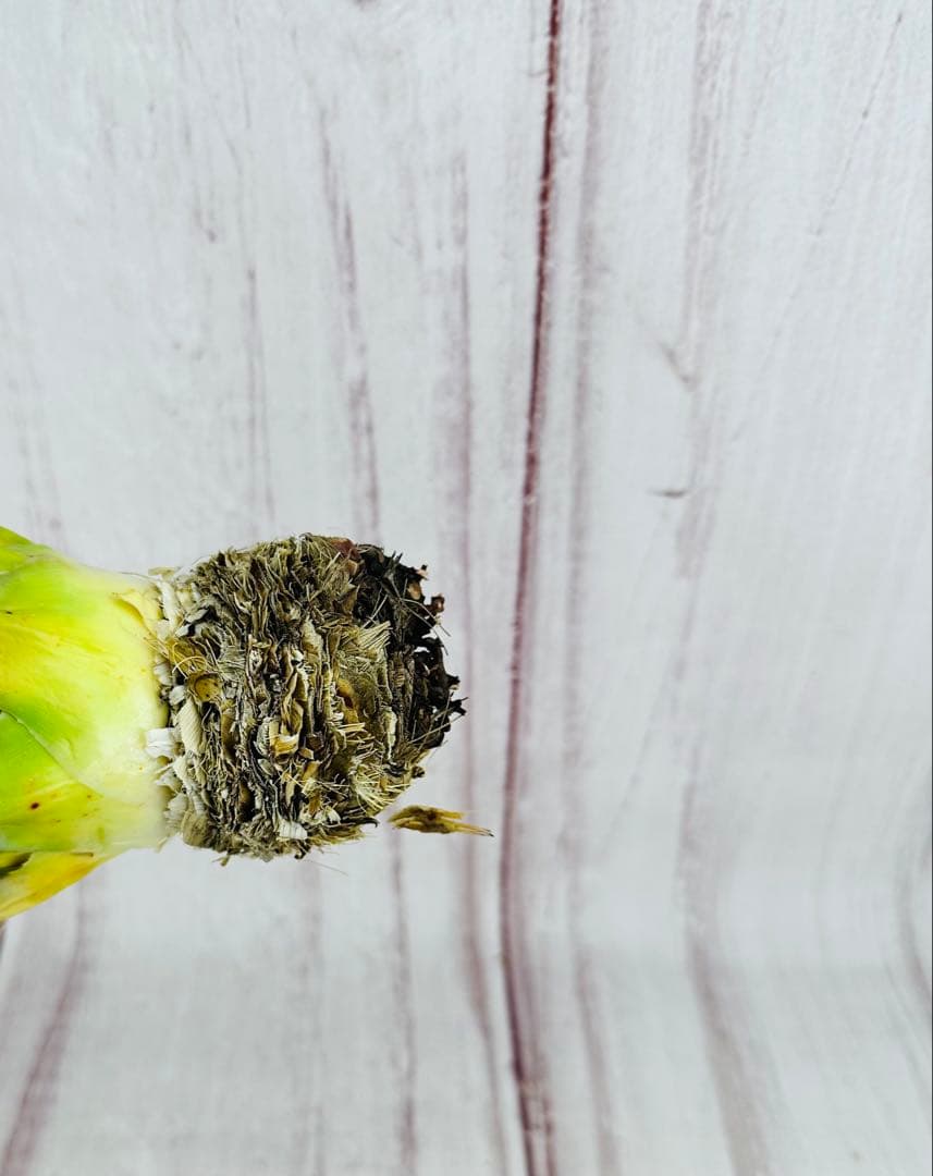 71 アガベ　ユタエンシス　エボリスピナ　肉厚　陽炎　太葉　ホワイトスパイン